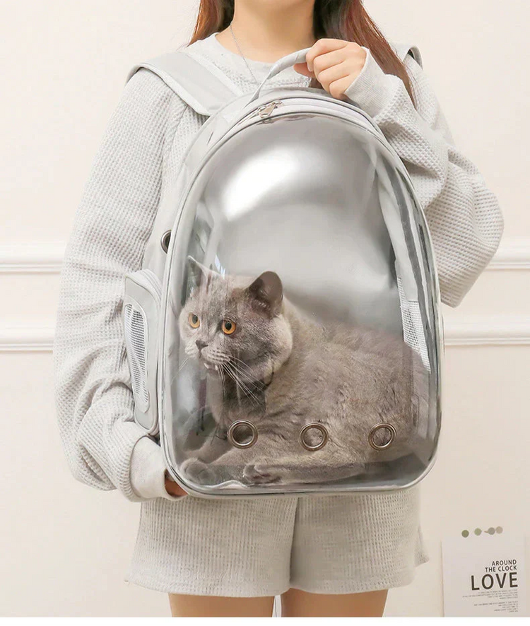 Cat sitting inside transparent pet backpack outdoors